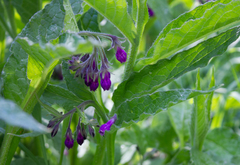 Symphytum officinale