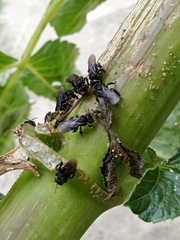 Trigona nigerrima