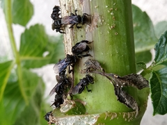 Trigona nigerrima