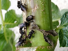 Trigona nigerrima