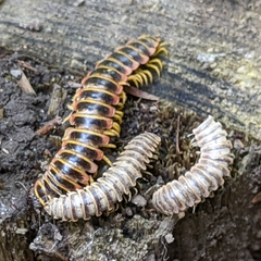 Arthrophaga myriapodina
