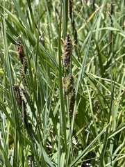 Carex nebrascensis
