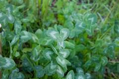 Trifolium pratense