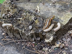 Arthrophaga myriapodina
