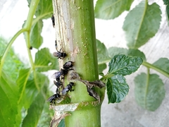 Trigona nigerrima