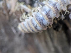 Arthrophaga myriapodina