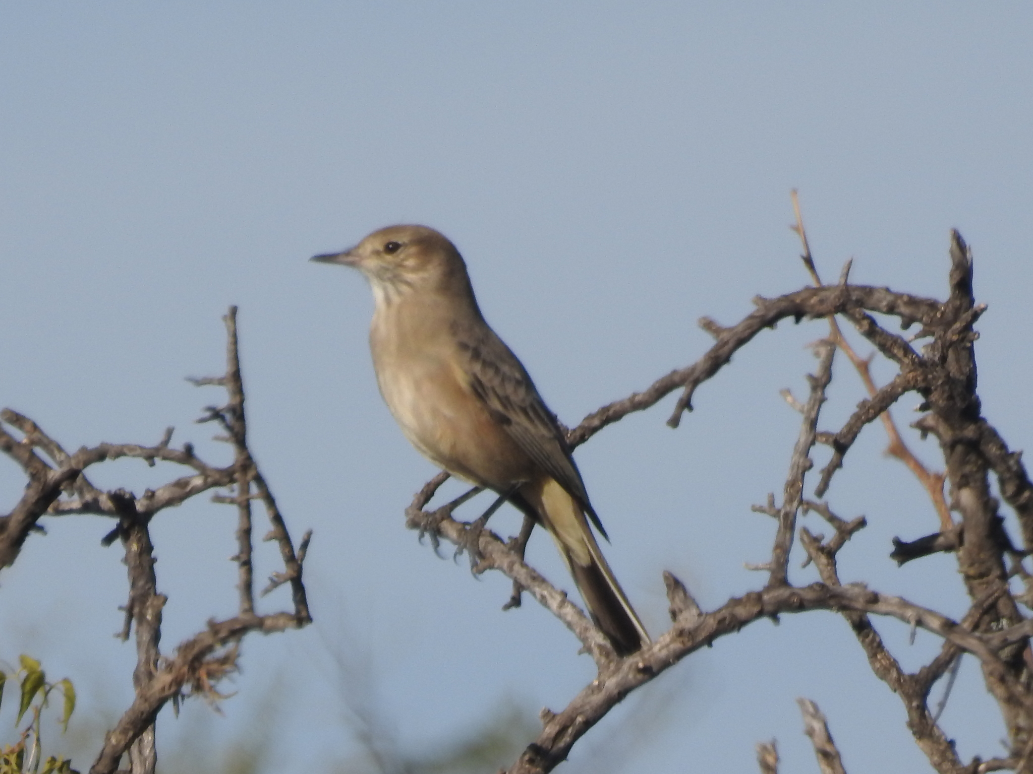 Agriornis murinus (Orbigny & Lafresnaye, 1837)