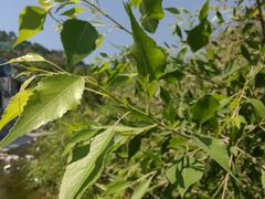 Populus mexicana