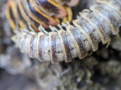 Arthrophaga myriapodina