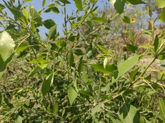 Populus mexicana