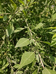 Populus mexicana