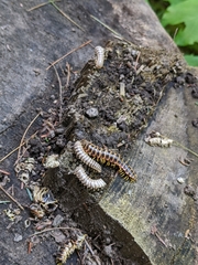 Arthrophaga myriapodina