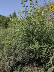 Populus mexicana