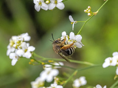 Eucera gracilipes