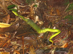 Trimeresurus malcolmi