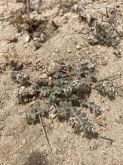 Euphorbia vallis-mortae