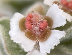 Euphorbia vallis-mortae