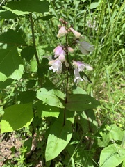 Penstemon calycosus