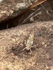 Oedaleus abruptus
