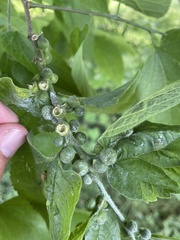 Celticecis oviformis