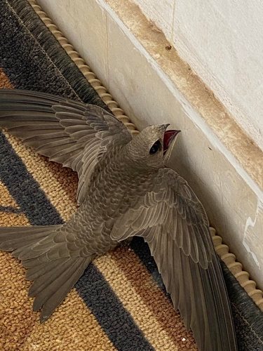 Pallid Swift