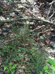 Poa nemoralis