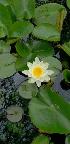 American white waterlily