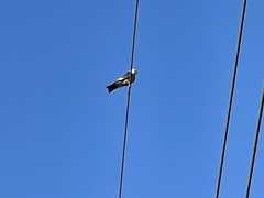 Ictinia mississippiensis