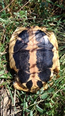 Testudo hermanni hermanni