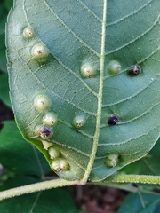 Phylloxera russellae