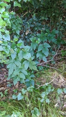 Toxicodendron radicans