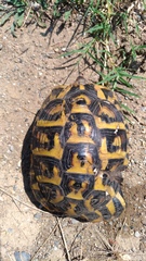 Testudo hermanni hermanni