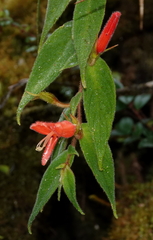 Columnea ceticeps