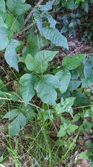 Toxicodendron radicans
