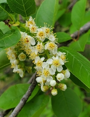 Prunus virginiana