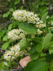Prunus virginiana