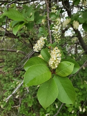 Prunus virginiana