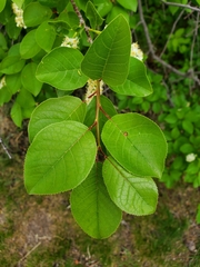 Prunus virginiana