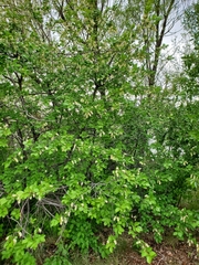 Prunus virginiana