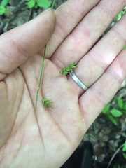 Carex castanea