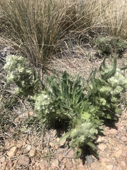 Oreocarya suffruticosa