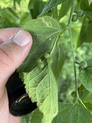 Celticecis oviformis