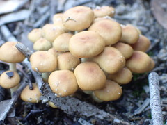 Pholiota malicola