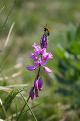 Polygala pedemontana