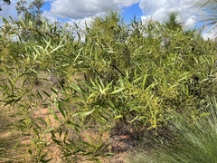 Acacia macradenia