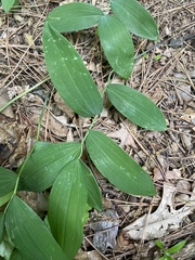 Polygonatum biflorum