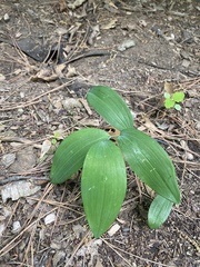 Polygonatum biflorum