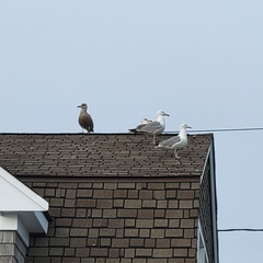 Larus argentatus