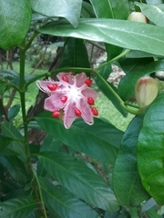 Dillenia luzoniensis