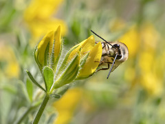 Eucera gracilipes